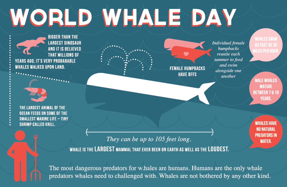WhaleInfographic-TN